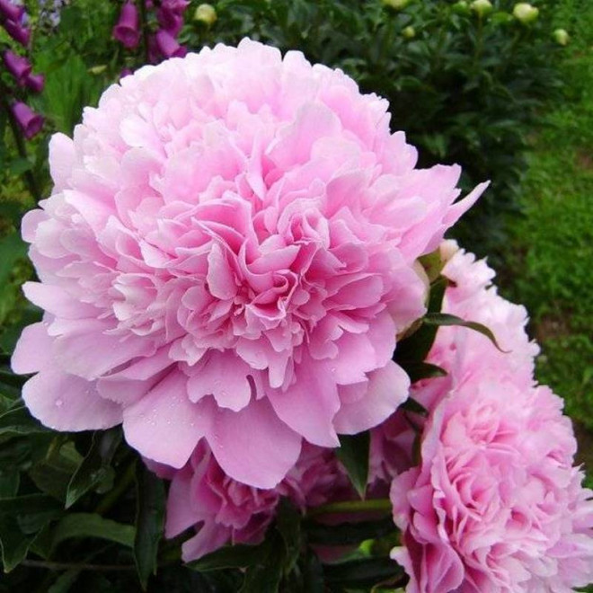 Piwonia Paeonia Dinner Plate