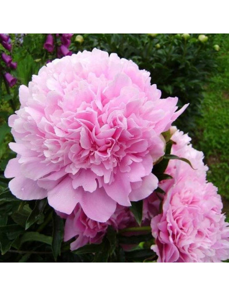 Piwonia Paeonia Dinner Plate