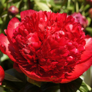 Diana Parks Paeonia Piwonia