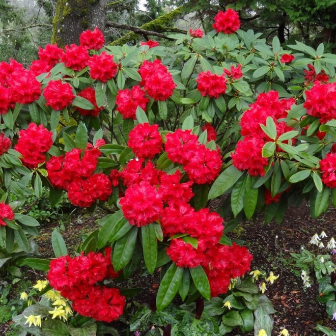 Różanecznik Red Jack Rhododendron