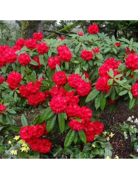 Różanecznik Red Jack Rhododendron