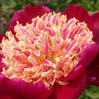 DAYDREAM Xuan Li Duo Cai Paeonia Piwonia