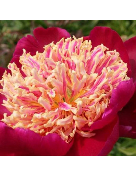 DAYDREAM Xuan Li Duo Cai Paeonia Piwonia