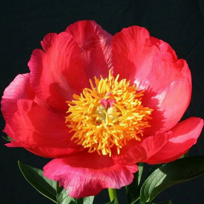 Piwonia Paeonia DAYDREAM Xuan Li Duo Cai