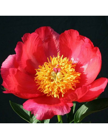 Piwonia Paeonia DAYDREAM Xuan Li Duo Cai