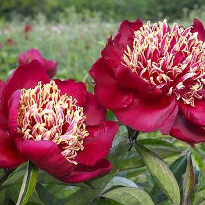 DAYDREAM Xuan Li Duo Cai Paeonia Piwonia