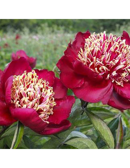 DAYDREAM Xuan Li Duo Cai Paeonia Piwonia