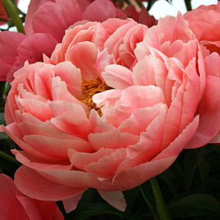 Piwonia Coral Sunset Paeonia