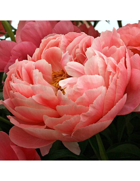 Piwonia Coral Sunset Paeonia