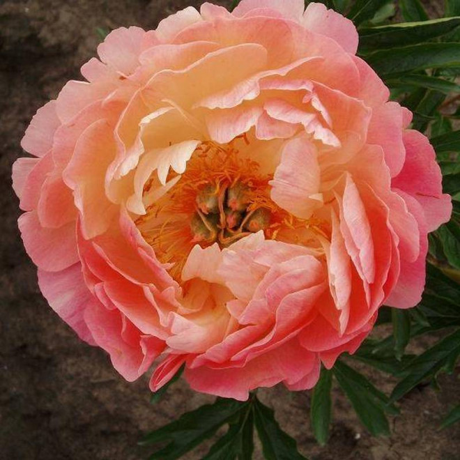Coral Sunset Paeonia Piwonia
