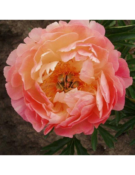 Coral Sunset Paeonia Piwonia