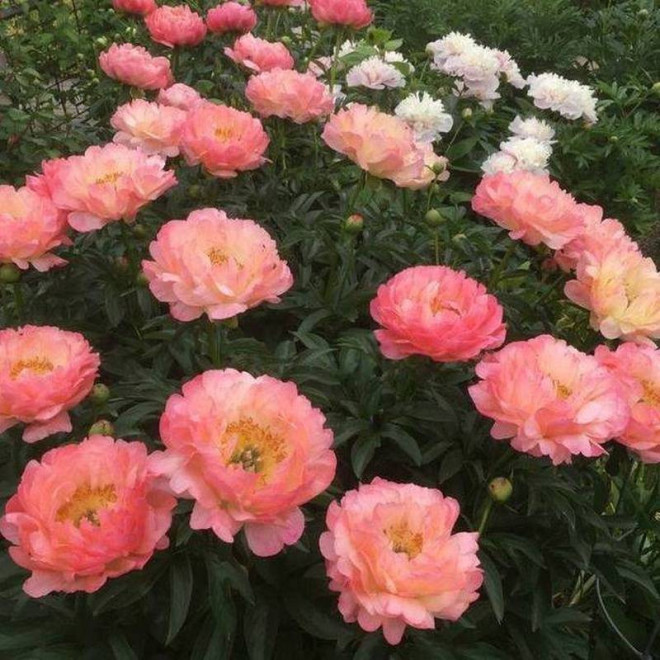 Piwonia Paeonia Coral Sunset