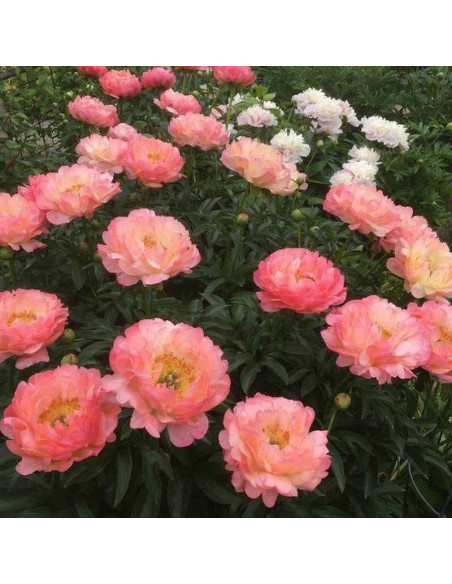 Piwonia Paeonia Coral Sunset