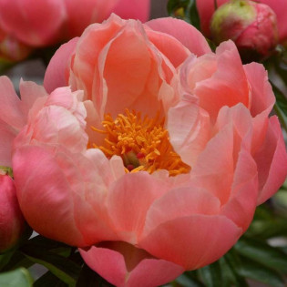 Coral Charm Paeonia Piwonia