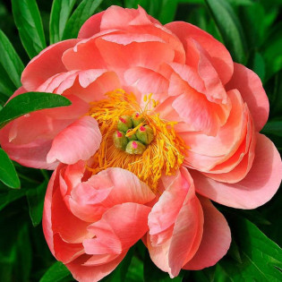 Coral Charm Paeonia Piwonia 2
