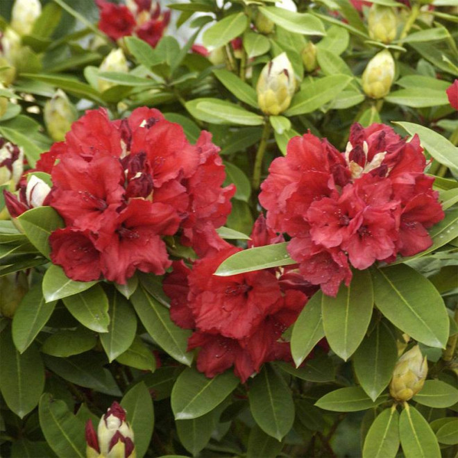 Red Jack Różanecznik Rhododendron