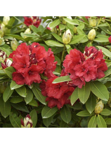 Red Jack Różanecznik Rhododendron