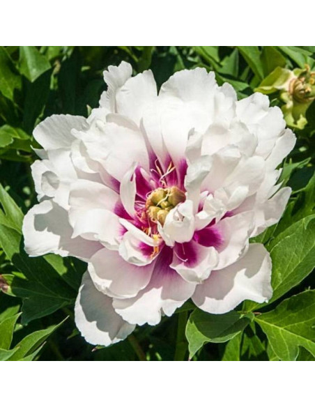 Cora Louise Paeonia Piwonia