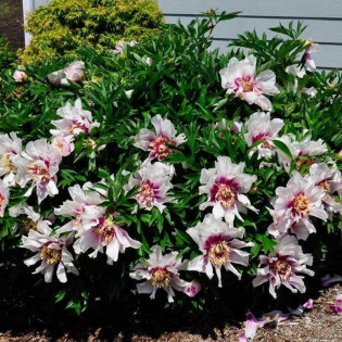 Cora Louise Paeonia Piwonia 2