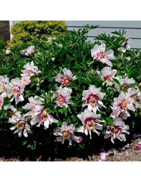 Piwonia Cora Louise Paeonia