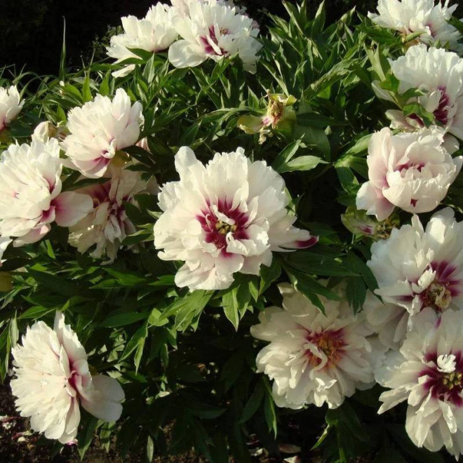 Piwonia Paeonia Cora Louise