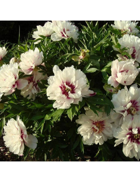 Piwonia Paeonia Cora Louise