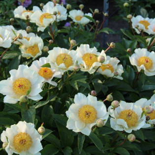 Claire de Lune Paeonia Piwonia