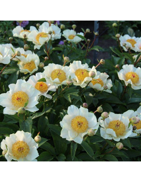 Claire de Lune Paeonia Piwonia
