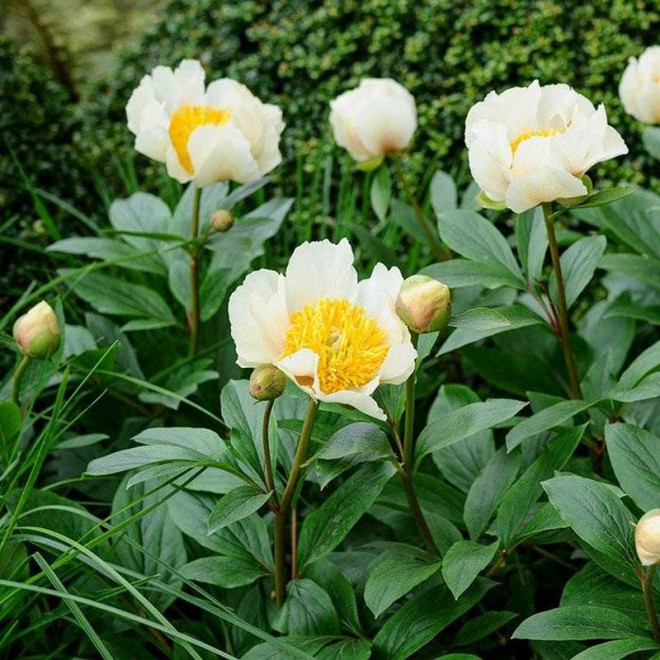 Piwonia Claire de Lune Paeonia