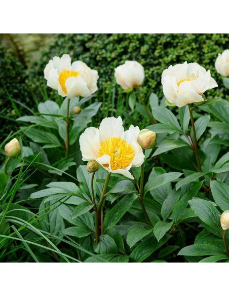 Piwonia Claire de Lune Paeonia