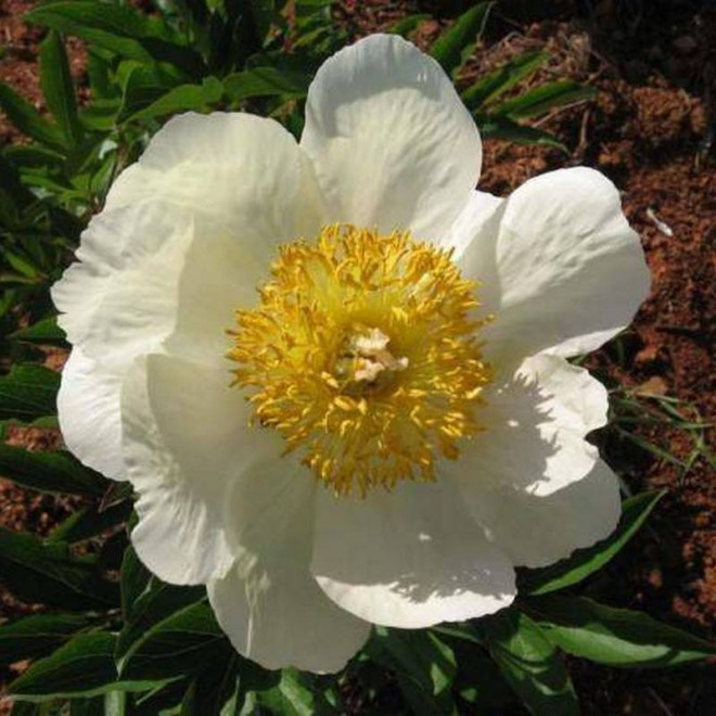 Piwonia Paeonia Claire de Lune