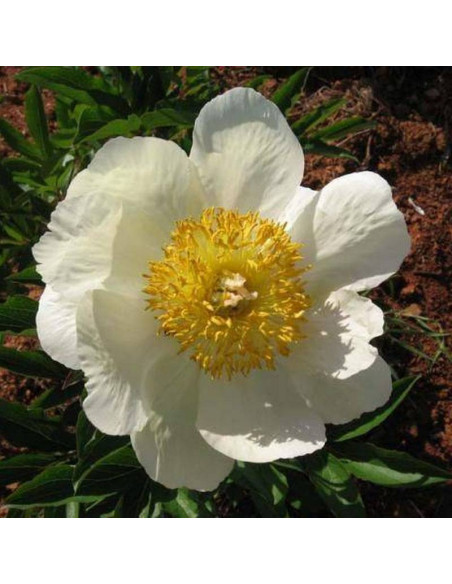 Piwonia Paeonia Claire de Lune