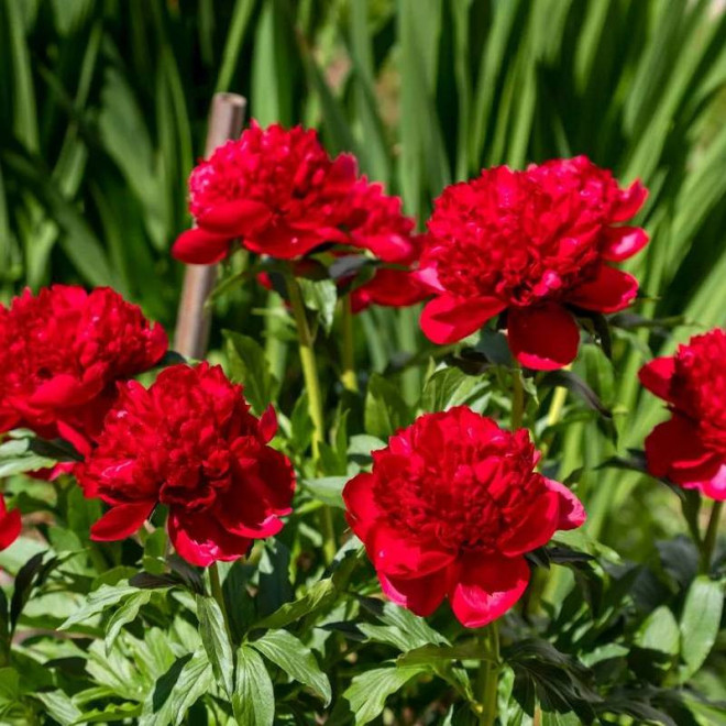 Piwonia Christmas Velvet Paeonia