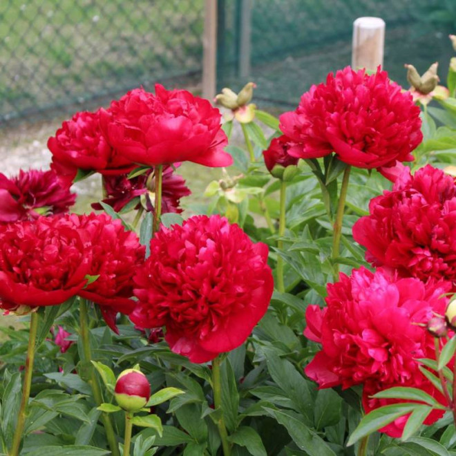 Piwonia Paeonia Christmas Velvet