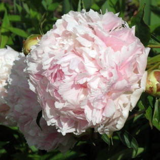 Piwonia Chiffon Parfait Paeonia