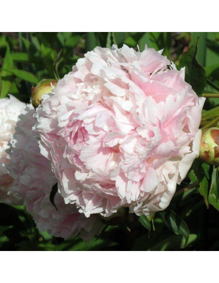 Piwonia Chiffon Parfait Paeonia