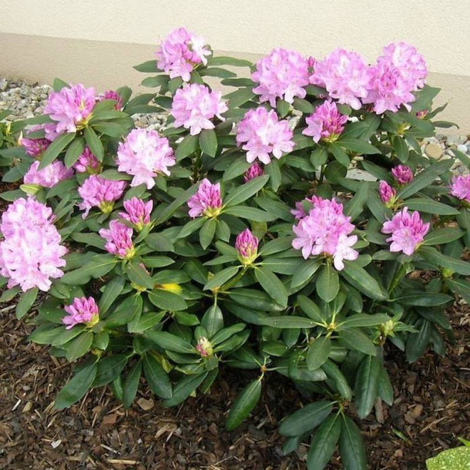 Roseum Elegans Różanecznik Rhododendron