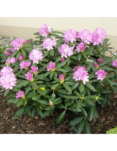 Roseum Elegans Różanecznik Rhododendron