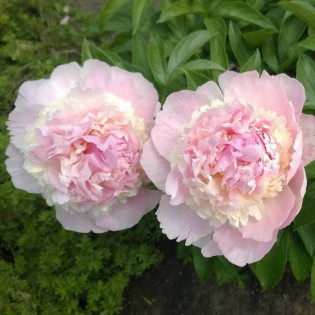 Piwonia Chiffon Parfait Paeonia 2