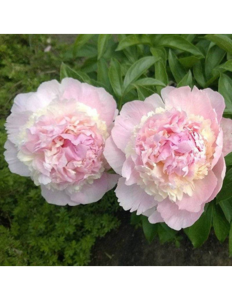 Chiffon Parfait Paeonia Piwonia