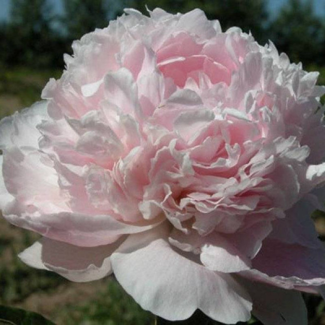 Piwonia Paeonia Chiffon Parfait