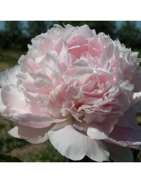 Piwonia Paeonia Chiffon Parfait