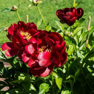 Cherry Hil Paeonia Piwonia