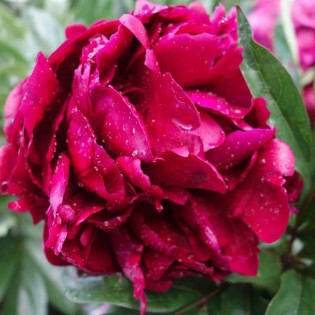 Cherry Hil Paeonia Piwonia 2