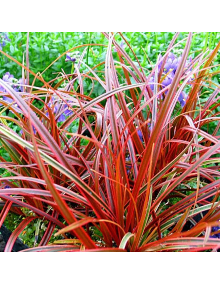 Uncinia czerwona Everflame Uncinia rubra