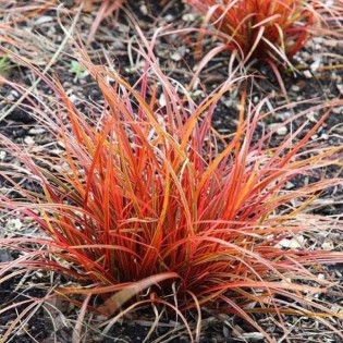 Uncinia czerwona Everflame Uncinia rubra 2