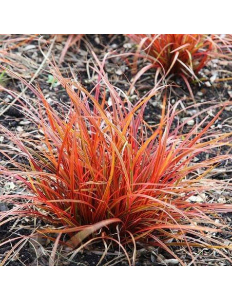 Everflame Uncinia rubra Uncinia czerwona