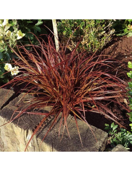 Uncinia czerwona Uncinia rubra Everflame