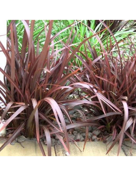 czerwona Uncinia rubra Uncinia