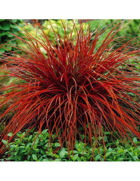 Uncinia czerwona Uncinia rubra